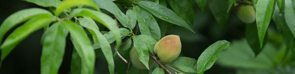 小滿(mǎn)